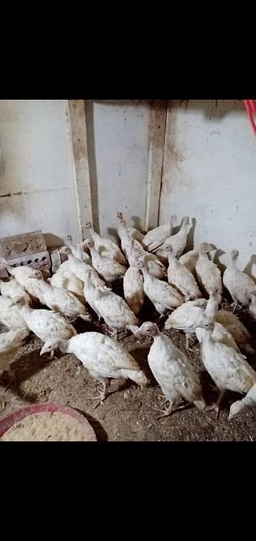 qaz quşu: 8 man -1 günluk,20 manata - 1 ay yarimliq, 32man-2 ay yarim, 45man-3 — 4