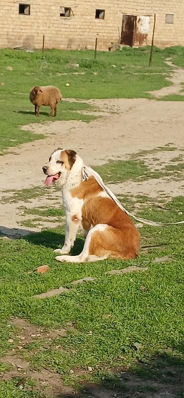 alabay itleri haqqinda melumat: Alabay, 3 il, Dişi, Peyvəndli — 2