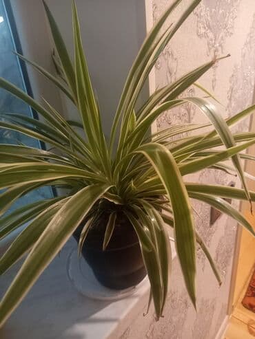 Gül6m lalafo.az -da Gül6m