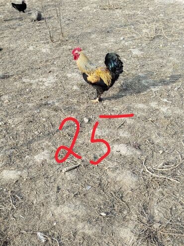 LIFAN: Hər cürə xoruzlar var ustunde qiymətləri var Təsvir: - Şəkillərdə — 9