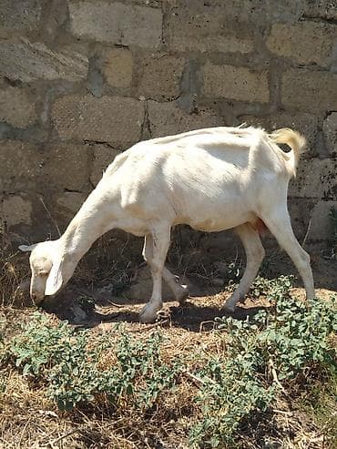 Dişi, il: 1, Damazlıq, Ünvandan götürmə lalafo.az -da Dişi, il: 1, Damazlıq, Ünvandan götürmə