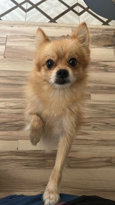 ingilis setter it cinsinin digər adı: Şpitz — 4