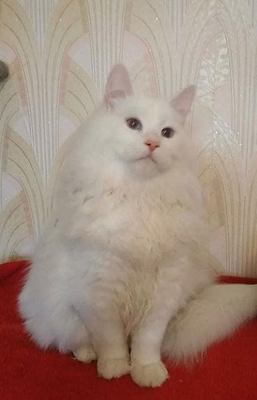 pisiy: Sibir, Erkək, Pulsuz çatdırılma — 1