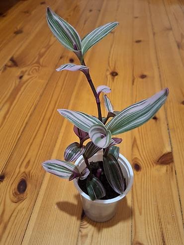 bitki guli: Daxili dekor üçün 3 ədəd saksı bitkisi dəsti - Syngonium podophyllum — 8