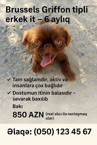 pekines balaları: Pekines, 6 ay, Erkek — 8