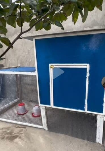 домик для большой собаки: Taxta it evi – əl işi - Material: tam ağac (lövhə), möhkəm karkaslı — 5