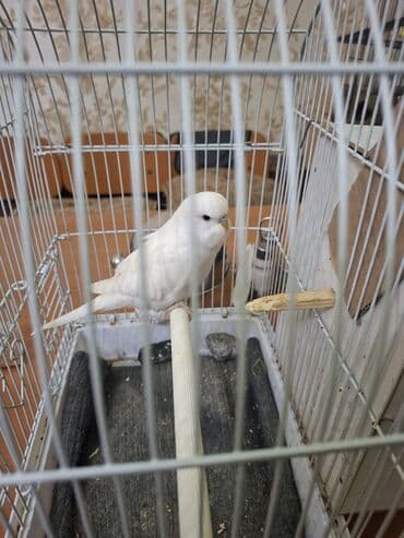 Амадины: Tam saglam papuqaydi. Bilen bilir ki bu reng retki rengdi ve bala — 1