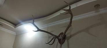 resim seti: Təbii nəcib maral buynuzları lакlanmayıb, təbii vəziyyətdədir — 10