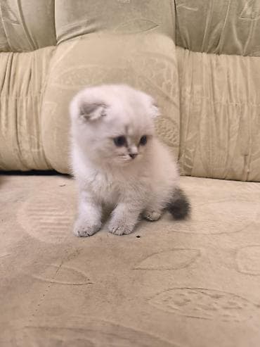 pişim: Şotland — 7