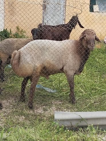 Qoyun – yerli ətlik quyruqlu cins Diri çəki 11 azn satilir Qeyd
