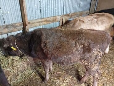 Qoyunlar, qoçlar: Razılaşma yolu ile — 6