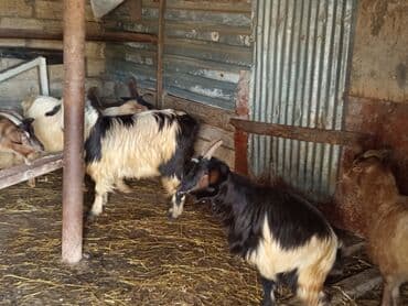 Inəklər, öküzlər: Dişi, il: 1, 40 kq, Damazlıq, Ünvandan götürmə — 2