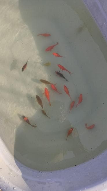 Qızıl balıq, Sülhsevər