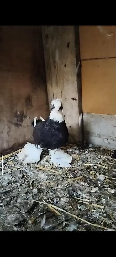 tük tökən spreylər: Cins göyərçin – ağ başlı, qaraya çalan gövdəli, quyruğunda ağ zolaqlı — 5