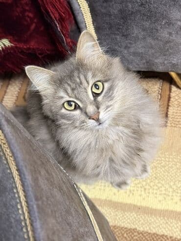 pişiy pulsuz: Qiymetde razilasmag olar — 1