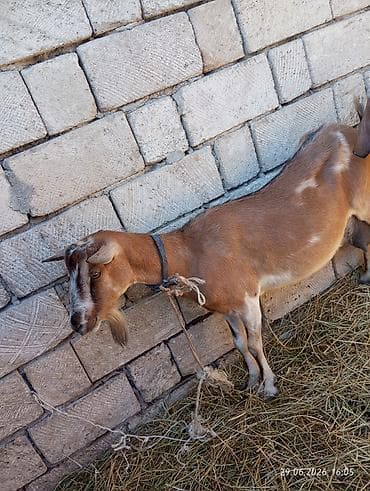 saanen kecileri: Əssəlamu Alekum südlü alpin keçisi satılır yanı bəlalı satılır balası — 2