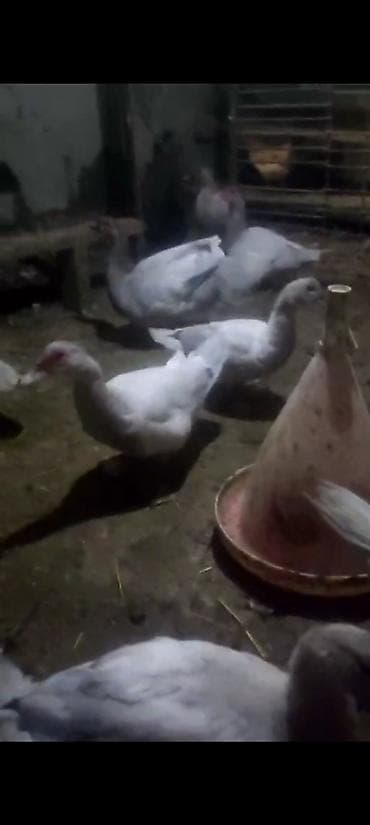 Qazlar: Satılır: Lavanda ördəyi - Rənglər: ağ, ağ-boz, tünd ləkəli fərdlər — 1