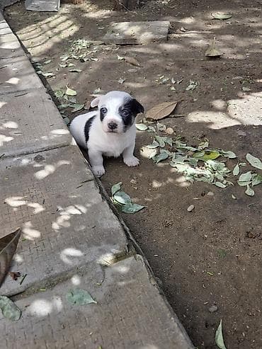 heyvan sahiblendirme: Zvonok, Erkek — 2