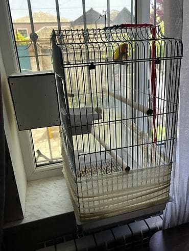 tap az qusar heyvanlar: Məhsul: Sevgi tutuquşuları (Lovebird) cütü və qəfəs dəsti Təsvir: - — 3