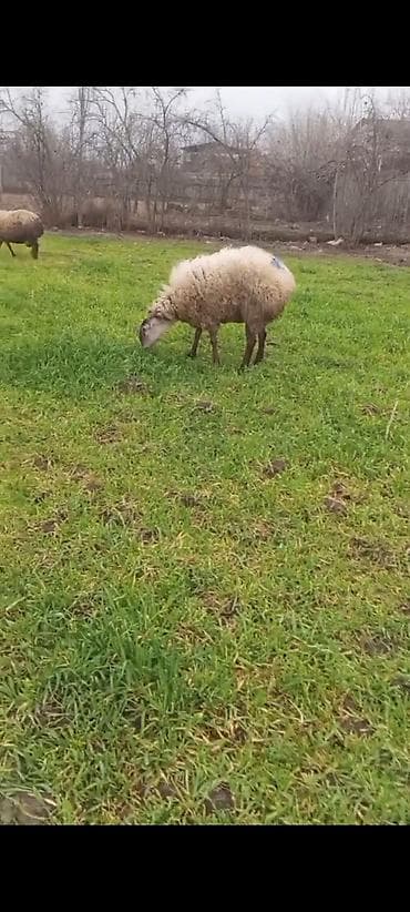 ev heyvanları satışı: 6 Ədəd Tam Sağlam Heyvan satilir 1ədəd Doğmamis Toğlu 1 ədəd 2ci — 1