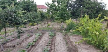 masazir yeni tikili: 6 sot, Tikinti, Makler, Kupça (Çıxarış) — 1