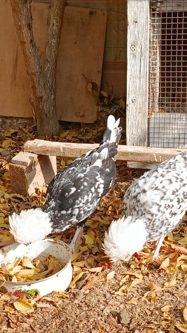 hinduşqa yumurtası: Toyuq, Yumurtalıq — 6