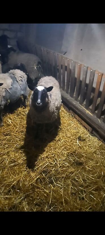 Satılır: Romanov Qoyunlari boğazdilar real alıcı olsa hamisin alsa