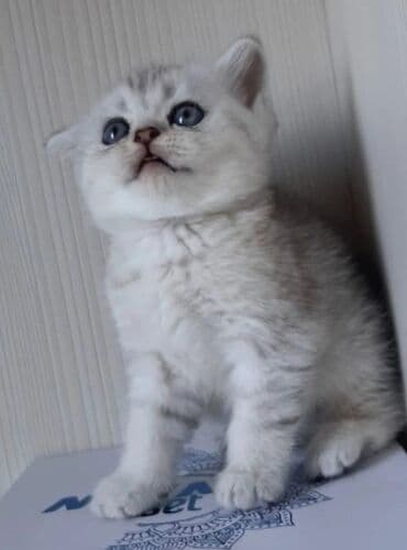 pitbul balaları: Erkək, Dişi — 3