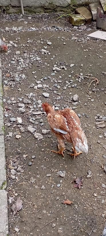 Inəklər, öküzlər: Heyrati doşab fərə satilir.6 ayliqdi türk cinsi — 3