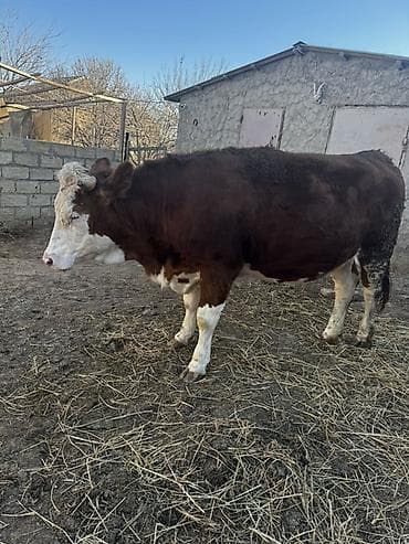 Balıqlar: İki baş simmental düyə satılır. Biri 3 aylıq,biri isə 1 aylıq — 2