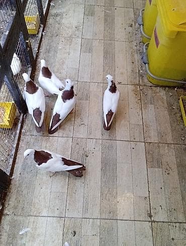 Akvariumlar: Cins: göyərçini Rəng: 5 eded qırmızı boynuĝüllü desde kekilli boyun — 2