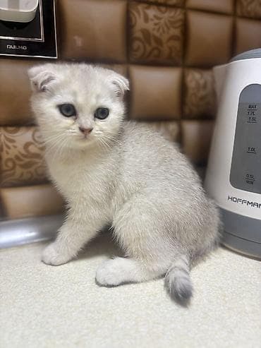 Quşlar: Şotland — 6