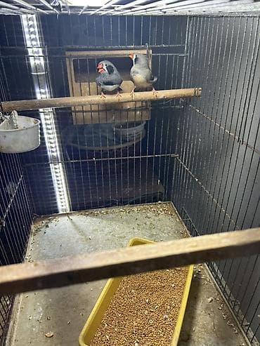 2 ayliq cuceler: Zebra amadin. Böyük növüdür. 1 cütü 40 azn. Qəfəs və yuva qarışıq — 4