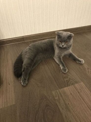 qulaq şamı: Şotland yastı qulaq — 1