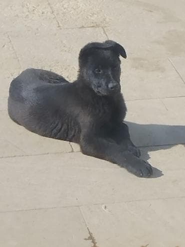 rus pisik adlari: Восточно Европейские Авчарки 3 месяца отроду — 2