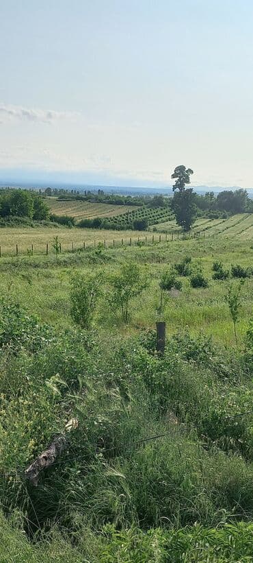mağaza üçün yer icarəyə götürürəm: Ünvan: Qusar şəhəri Ləyər kəndi (ləzgi ləyər) 1hk 68 sot bağ yeri — 8