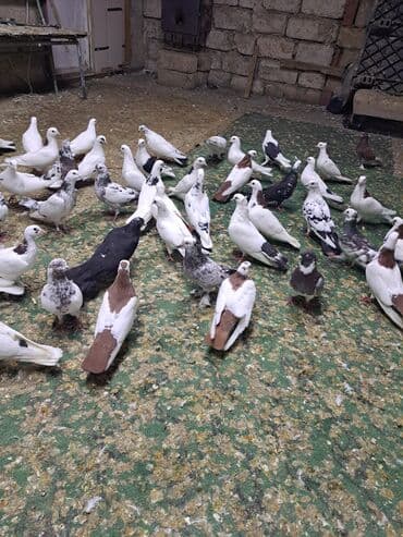 heyvanlara verilen xususi adlar: Uçuşçu qövlar – müxtəlif rənglərdə və naxışlarda ev göyərçinləri - — 3