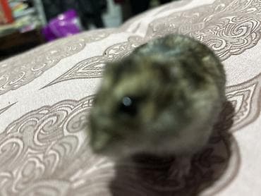 Кошки: Cırtdan hamster (cücə ölçülü, xırda növ) - Rəng: qarışıq boz-qəhvəyi — 2