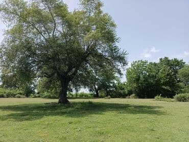 земельные участки на море: 12 sot, Biznes üçün, Mülkiyyətçi, Kupça (Çıxarış) — 9