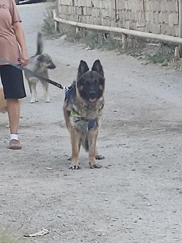 husky it: Alman çoban iti, Erkek — 2