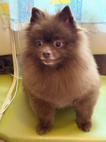 itlerin sekisi: Şpitz, 3 il, Erkek, Peyvəndli, Ünvandan götürmə — 2