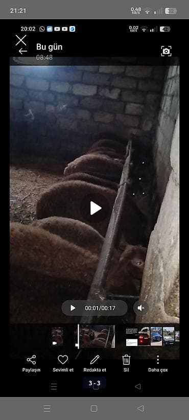quzu qoyun: Əmlik quzu satlir diri cekisi 9 manatnan 12 13 14 kiloluq temiz etleri — 1