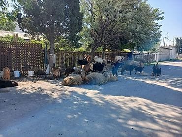 keci: Qoyun-keçi sürüsü satılır • Təsərrüfat qarışıq sürü: ana qoyunlar — 3