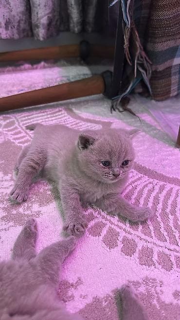 Digər heyvanlar: Britan — 1