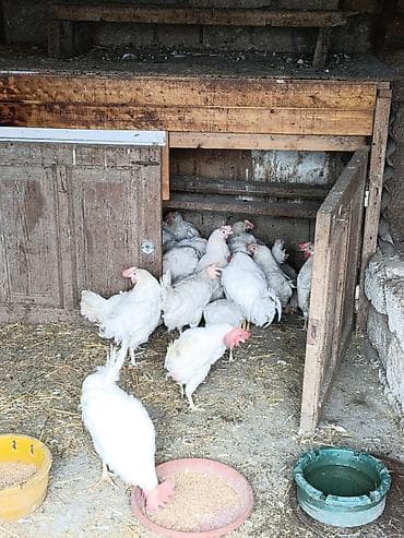 kayuqa ördəyi: Toyuq, Damazlıq — 5