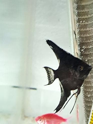 Quşlar: Mələk balığı (skalyari), Sülhsevər — 5