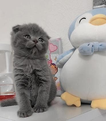 Şotland yastı qulaq