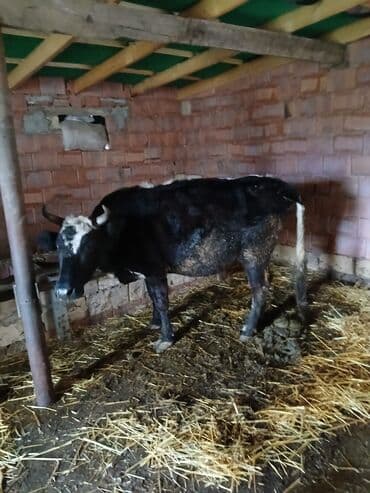 simental inek qiymeti: 5ci qardı 5 aylıq boğazdı balanı ayrıb sağlmır doğnda 7 8 letir südü — 1