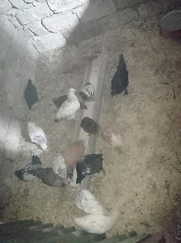 rahibe toyuqlari: Toyuq, Damazlıq — 2