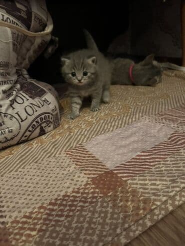 pişik balaca: Britan, Erkək, Dişi, Ünvandan götürmə — 7